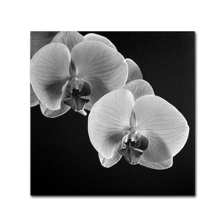 Trademark Fine Art Michael Harrison 'Orchids' Canvas Art, 35x35 ALI0293-C3535GG